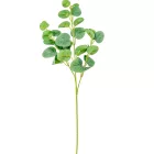 Eukaliptusz ág M62cm 36db/#