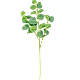 Eukaliptusz ág M62cm 36db/#