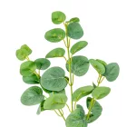 Eukaliptusz ág M62cm 36db/#