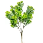 Kövirózsa bokor 5ágú M31cm 60db/#