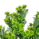 Kövirózsa bokor 5ágú M31cm 60db/#