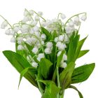 Gyöngyvirág  köteg 10v. M36cm 36db/#