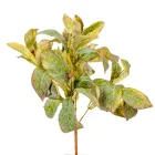 Leveles bokor 6ágú M38cm