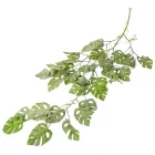 Monstera futó 90cm 24db/#
