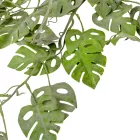 Monstera futó 90cm 24db/#