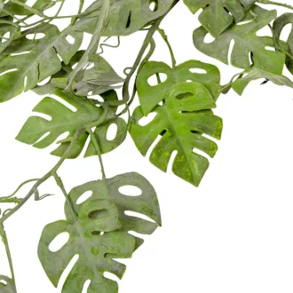 Monstera futó 90cm 24db/#