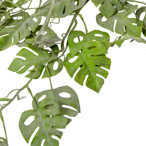 Monstera futó 90cm 24db/#