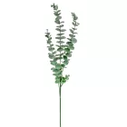 Eukaliptusz ág M75cm 50db/#