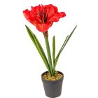Amarilis cserepes M37cm 24db/#