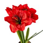 Amarilis cserepes M37cm 24db/#