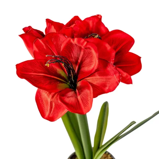 Amarilis cserepes M37cm 24db/#