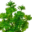 Pozsgás varjúháj csokor 7ágú M30cm