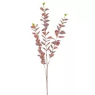 Eukaliptusz púder M82cm 150db/#