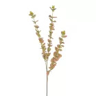 Eukaliptusz barna M82cm 150db/#