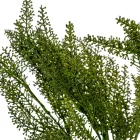 Díszítő csokor 5ágú zöld M36cm 72db/#