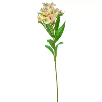 Asztromélia szálas krém-zöld M80cm 24db/#