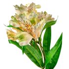 Asztromélia szálas krém-zöld M80cm 24db/#