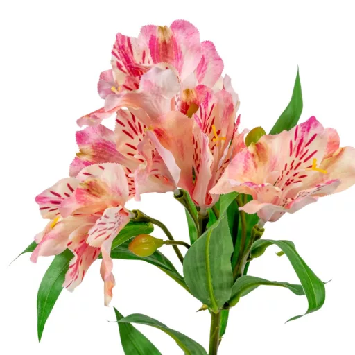 Asztromélia szálas világos rózsaszín M80cm 24db/#