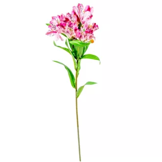 Asztromélia szálas sötétrózsaszín M80cm 24db/#