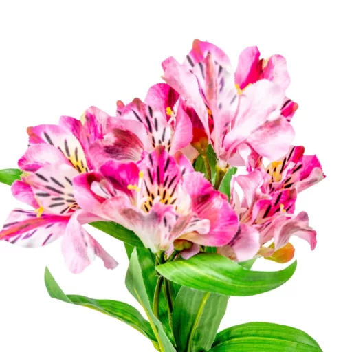 Asztromélia szálas sötétrózsaszín M80cm 24db/#