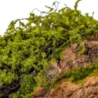 Fa kéreg mohával 38cm