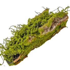 Fa kéreg mohával 29cm
