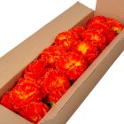 Szegfű virágfej D8cm 905B 50db/#