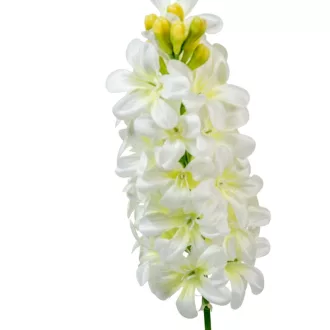 Jácint szálas fehér M51cm 72db/#