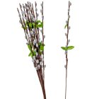 Barka ág M54cm 12db/köteg