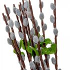 Barka ág M54cm 12db/köteg