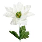 Mikulás virág szatén szálas krém M49cm