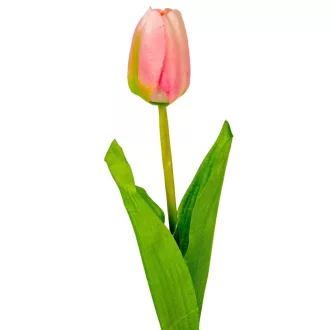 Tulipán szálas M54cm 48db/#