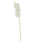 Orchidea szálas gumi krém M100cm 30db/#