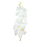 Orchidea szálas gumi krém M100cm 30db/#