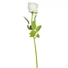Rózsa szálas bársony M49cm 48db/#