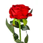 Bársony rózsa szálas piros M74cm 40db/#