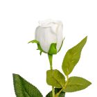 Rózsa szálas bársony krém M51cm 72db/#