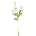 Liziantus ág 4v. M60cm 300 24db/#