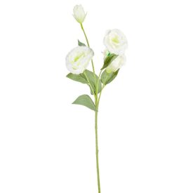 Liziantus ág 4v. M60cm 300 24db/#