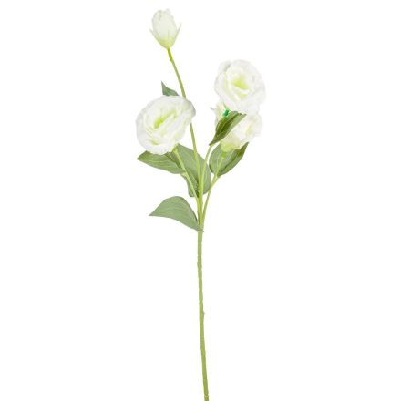 Liziantus ág 4v. M60cm 300 24db/#