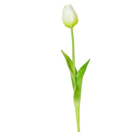 Tulipán szálas gumi krém M45cm 48db/#