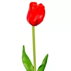 Tulipán szálas gumi piros M45cm 48db/#