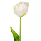 Tulipán szálas gumi krém M40cm 48db/#