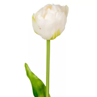 Tulipán szálas gumi krém M40cm 48db/#