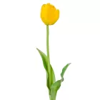 Tulipán szálas gumi mix M38cm 48db/#