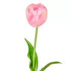 Tulipán szálas gumi rózsaszín M40cm 48db/#