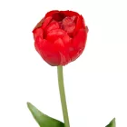 Tulipán szálas gumi piros M40cm 48db/#