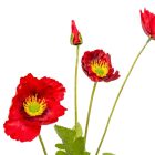 Pipacs ág 4v. M58cm 24db/#