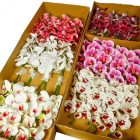 Orchidea szálas gumi mix M98cm 24db/#