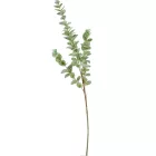 Eukaliptusz ág M95cm 40db/#